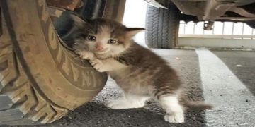 Muž našiel pod svojím autom toto malé, vystrašené mačiatko: Jeho fotografiu poslal svojej žene a spýtal sa jej niečo, čo zmenilo život nielen im!