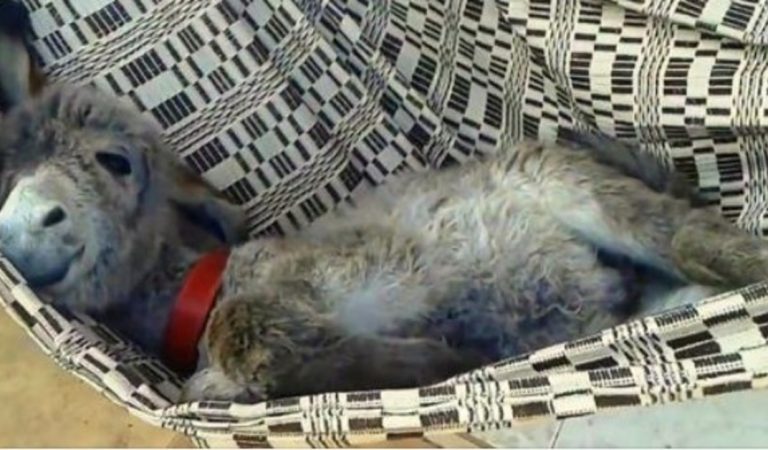 Dojímavý záber somárika v hojdacej sieti: Prosí si, aby ho ľudia hojdali tam a späť, pokiaľ sladko nezaspí!